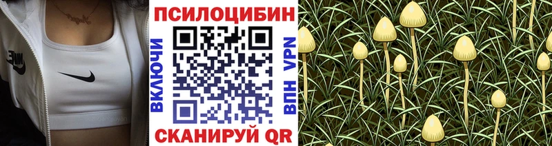 Купить где  Грозный  Псилоцибиновые грибы Psilocybe 
